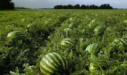 网红青蛙站在路边吃瓜,萌态十足引网友热议